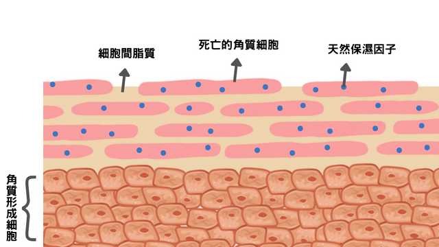補足細胞間脂質避免可減少肌膚水分流失。圖／麗富康國際